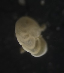 Cibicidoides wuellerstorfi