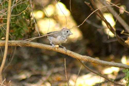 iNaturalist observation photo of Oak Titmouse