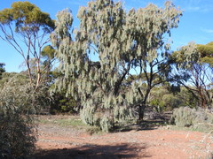 Acacia pendula
