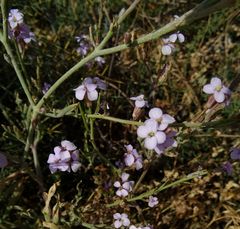 Matthiola tricuspidata