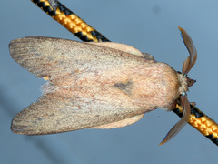 Entometa apicalis