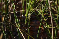 Eleocharis variegata image