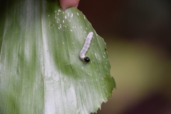 Erionota hiraca apicalis
