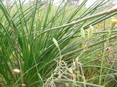 Trachyandra chlamydophylla