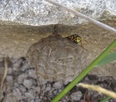 Polistes mongolicus