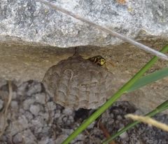 Polistes mongolicus
