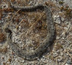 Macrovipera lebetinus