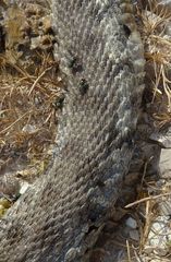 Macrovipera lebetinus