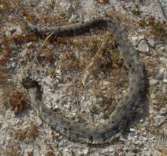 Macrovipera lebetinus