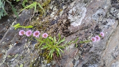 Erigeron morrisonensis
