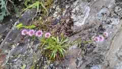 Erigeron morrisonensis
