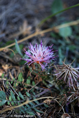 Centaurea raphanina raphanina