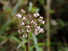 Valeriana flaccidissima