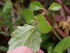 Valeriana flaccidissima