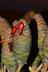 Probergrothius angolensis