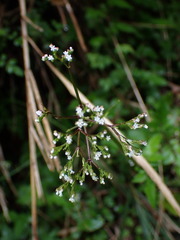 Valeriana flaccidissima