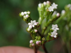 Valeriana flaccidissima