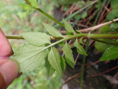 Valeriana flaccidissima