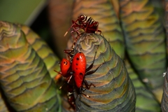 Probergrothius angolensis