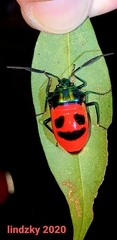 Cosmocoris
