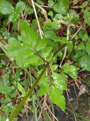 Valeriana flaccidissima