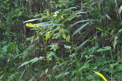 Polygonatum falcatum
