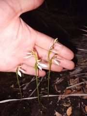 Eriochilus pulchellus