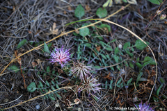 Centaurea raphanina raphanina