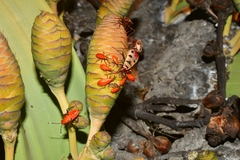 Probergrothius angolensis