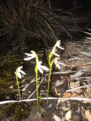 Eriochilus pulchellus