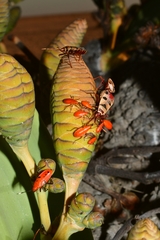 Probergrothius angolensis