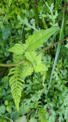 Valeriana flaccidissima