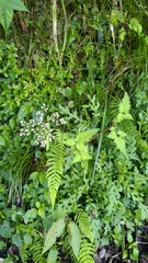 Valeriana flaccidissima