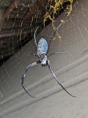 Nephila vitiana