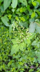 Valeriana flaccidissima