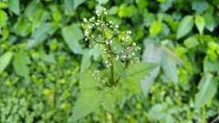 Valeriana flaccidissima