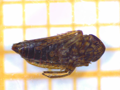 Euscelis