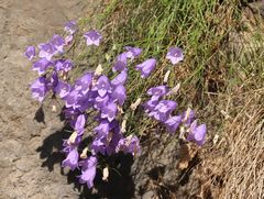Campanula carnica
