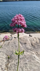 Centranthus ruber