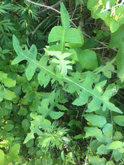 Lactuca canadensis