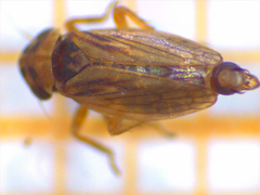 Speudotettix subfusculus