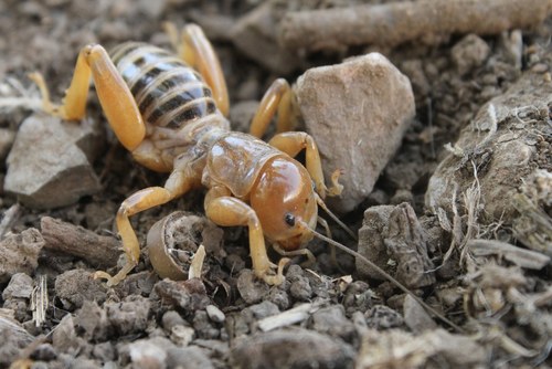 iNaturalist observation photo of North American Jerusalem Crickets