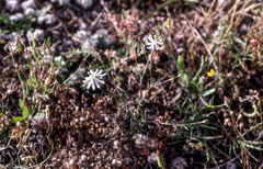 Silene portensis