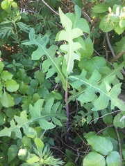 Lactuca canadensis