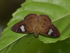 Celaenorrhinus asmara