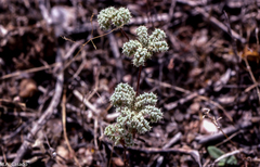 Paronychia echinulata