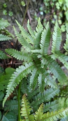 Pteris setulosocostulata