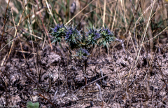 Eryngium galioides