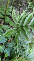 Pteris setulosocostulata
