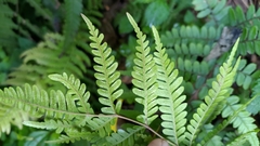 Pteris setulosocostulata